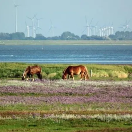 4 Im Haus Wattenblick Apartment Baltrum